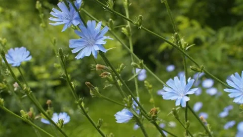 Blue chicory flower in the grass Stock Footage 135898043