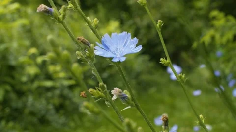 Blue chicory flower in the grass Stock Footage 137587721