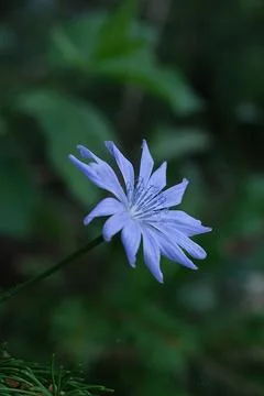 Blue Chicory Flower Macro Stock Photos