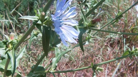 Blue chicory flower, white Erígeron flowers, yellow Oenothéra biénnis. Stock Footage 339498151