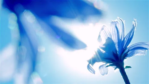 Blue chicory flower on the wind with the sun and sky background. Vídeo Stock 235007314