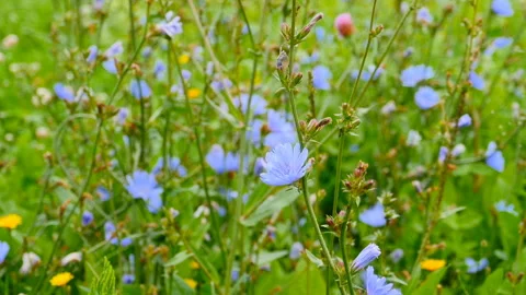 Blue chicory flowers close-up Stock Footage 137960220