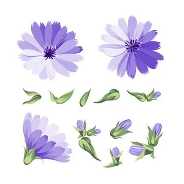 Blue chicory flowers. Illustrazione stock