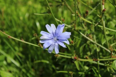 Blue chicory in the meadow Stock Photos