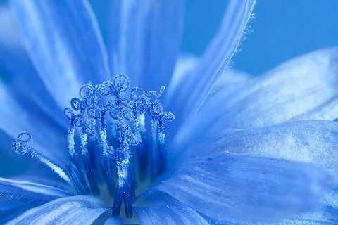 Blue chicory Stock Photos