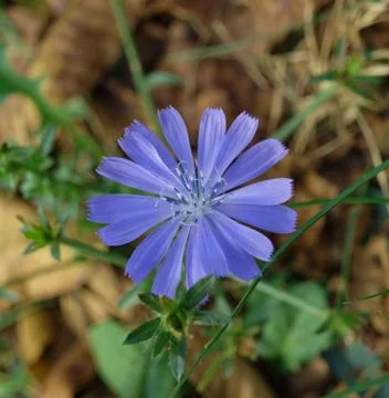 Blue chicory Stock Photos