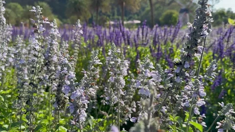 Blue Chill Salvia flowers fields sway in the gentle breeze. Stock Footage 331565143