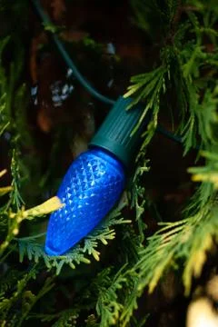 Blue Christmas Light with Juniper Stock Photos