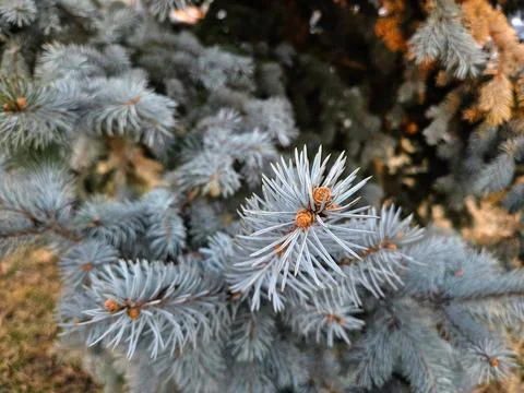 Blue Christmas tree branches close-up Stock-Fotos