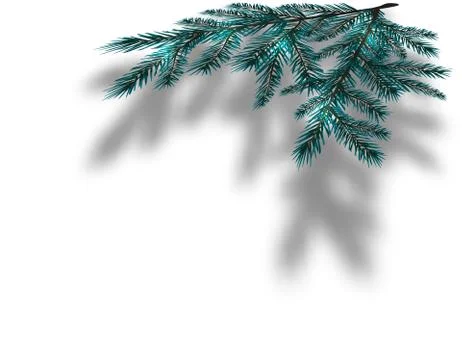 Blue Christmas tree branches on an isolated white background with the shado.. Stock Illustration