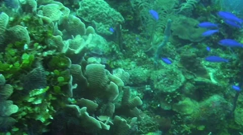 Blue chromis, Key Largo Stock Footage 8560928