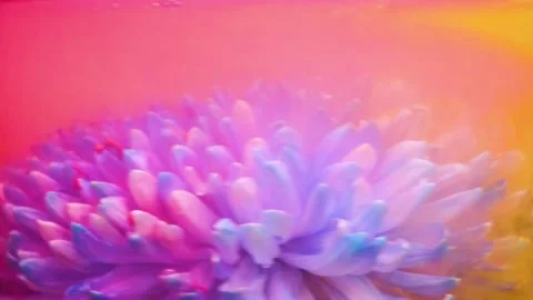 The blue chrysanthemum flower rotates in multi-colored pink-yellow water Stock Footage 154378532