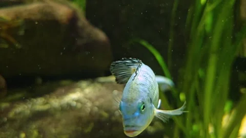 A blue cichlid fish Stock Footage 269826809