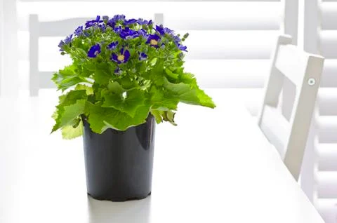Blue cineraria Stock Photos