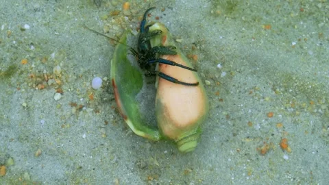 Blue-Clawed Hermit Crab Climbing Out of Shell on Tropical Seafloor 스톡 동영상 336939761
