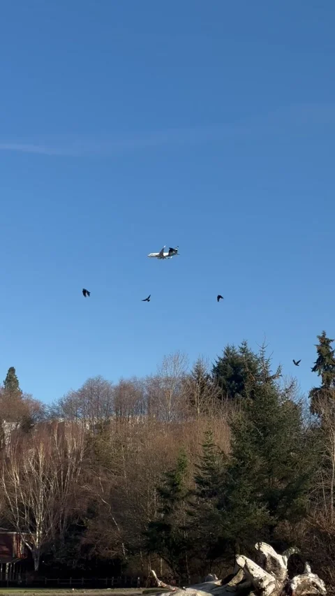 On a blue clear sky, a plane flies low to land Stock Footage 241004686