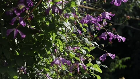 Blue clematis climbs a support against a background of green leaves. Stock Footage 158307175