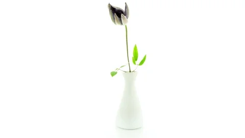 Blue clematis flower fading failed blooming timelapse Stock Footage 88663076