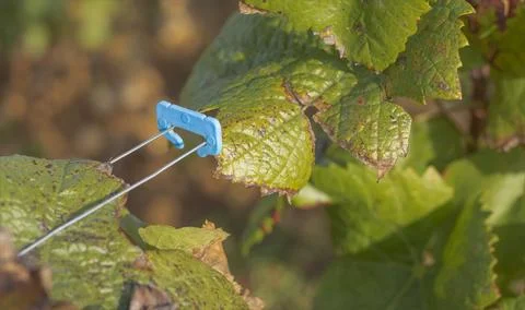 Blue clip used to hold two wires together Stock-Fotos