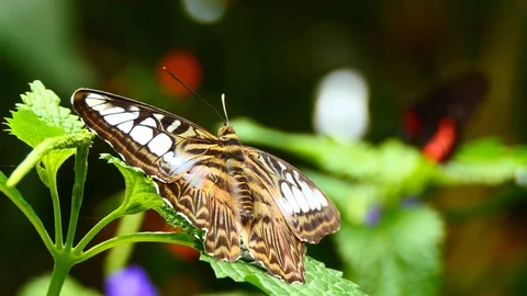 Blue clipper butterfly Видео 76391452