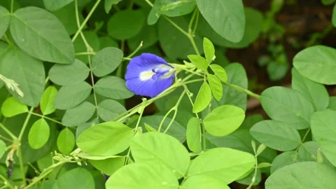 Blue Clitoria ternatea flower. Stock Footage 286125213