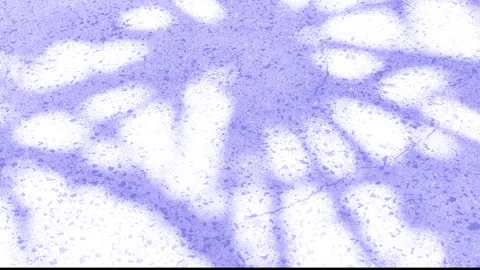 Blue close-up, abstract, palm leave shadow textured background Stock Footage 249417890