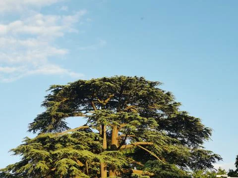 Blue cloudy sky background with tree below and copy space above Stock Photos