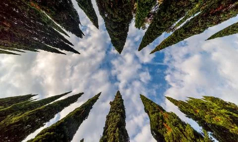 Blue cloudy sky between two rows of pines Stock Photos