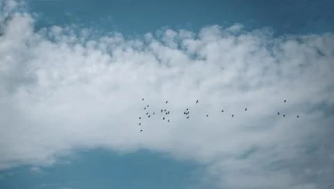 Blue cloudy sky with birds 스톡 사진
