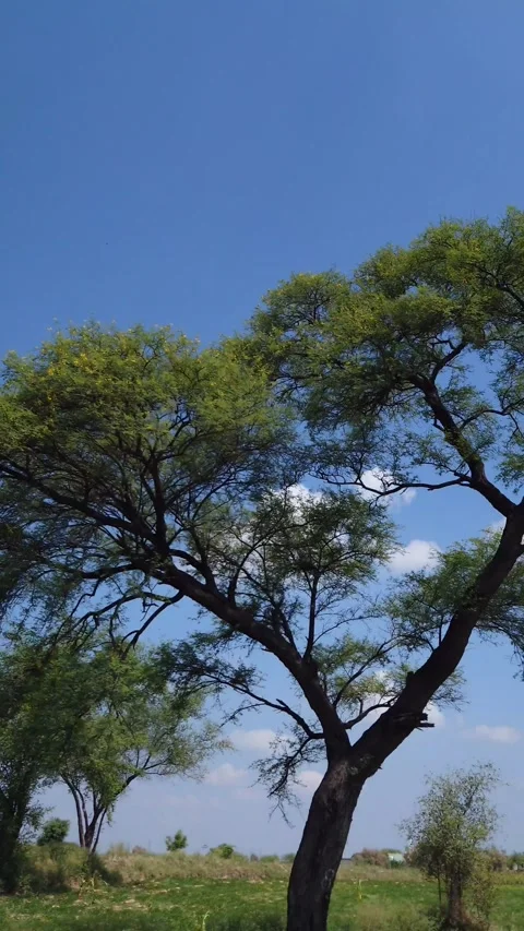 Blue Cloudy Sky With Green Trees On The Road Side - 4k Vertical Footage Stock Footage 340616721