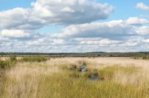 Blue cloudy sky over marsh Foto stock
