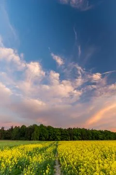 Blue cloudy sky over Rapeseed field after sunset Stock Photos