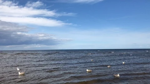 Blue cloudy sky. Sea view with birds. Many gulls are swing on waves. Stock Footage 104202123