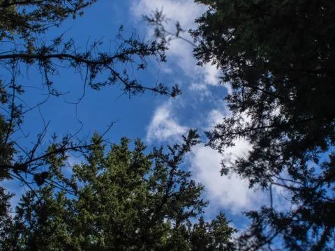 Blue cloudy sky through trees Stock Photos