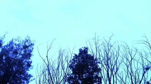 Blue Cloudy Sky, with Twigs of Trees Видео 332354482