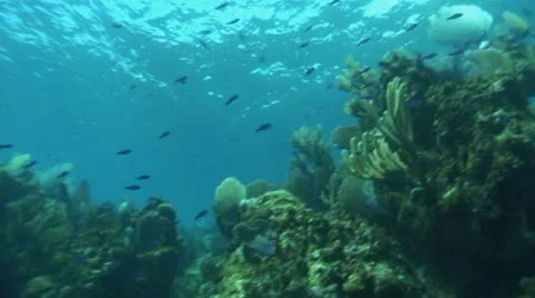 Blue cobies on pretty reef Stock-Footage 10754182