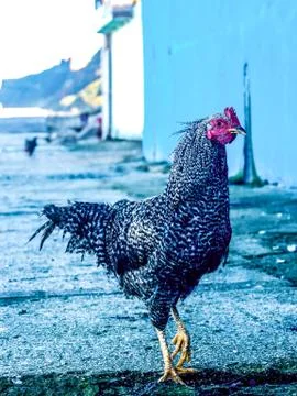 Blue cock Stock Photos