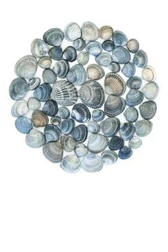 Blue Cockle Shell Circle Shape Decoration Design Stock Photos