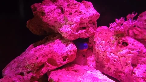 Blue color fish Stock Footage 149808178