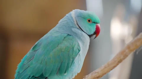 Blue Color Rose-ringed Parakeet Psittacula Krameri - profile close-up Video stock 224226527
