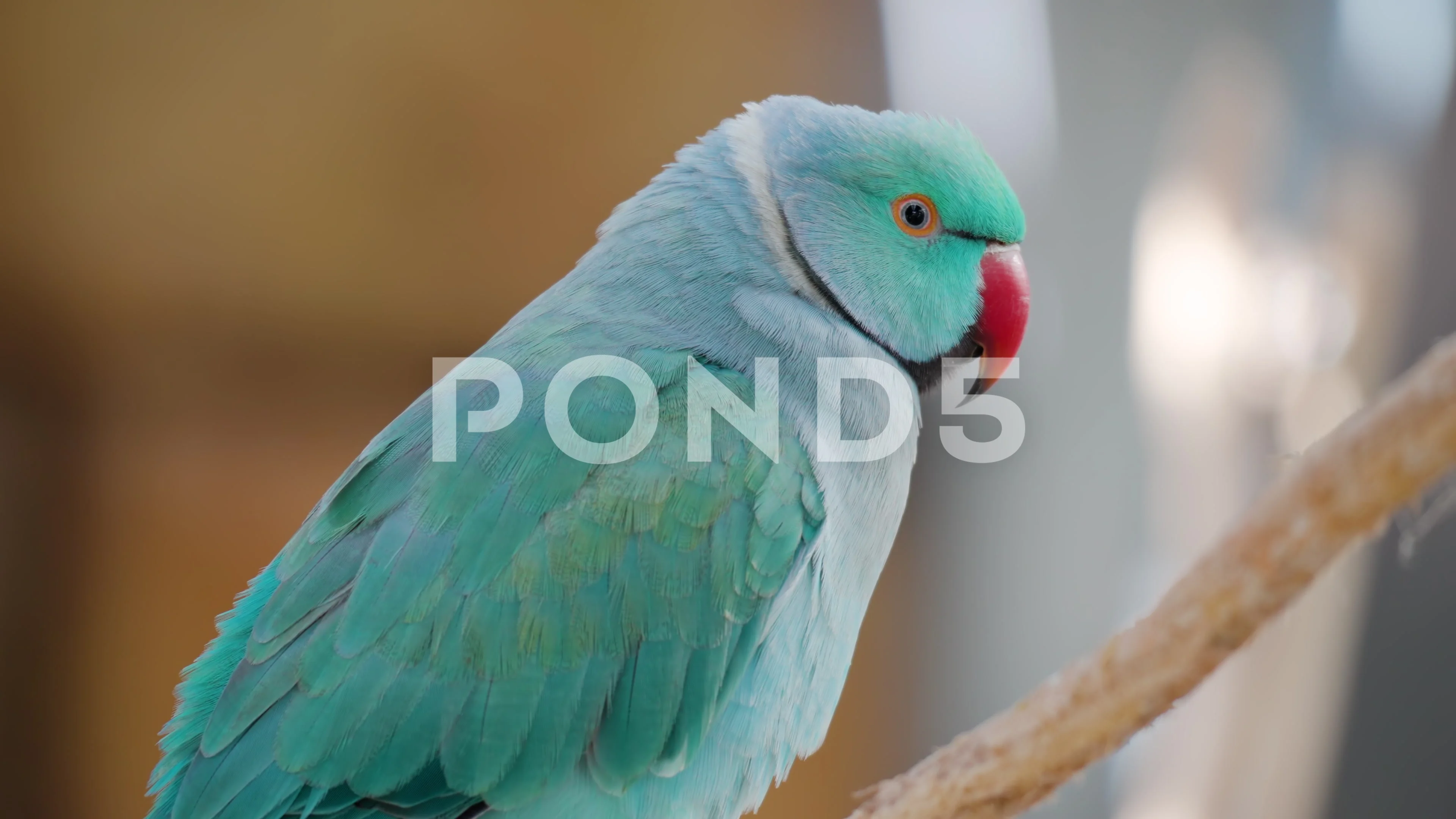 HD wallpaper: Parrot, Rose-Ringed Parakeet, Bird, one animal, animal  wildlife | Wallpaper Flare