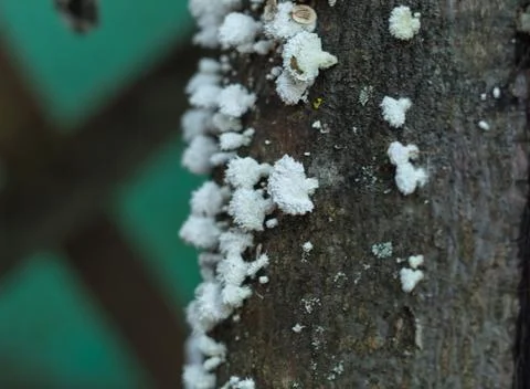 Blue colored lichen on old tree, parasitic plant Stock Photos