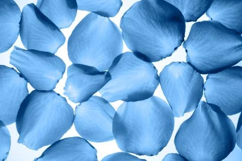 Blue colored pattern of rose petals on white background, top view Stock Photos