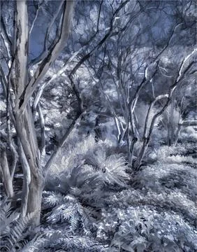 Blue colored trees in a forest Stock Photos