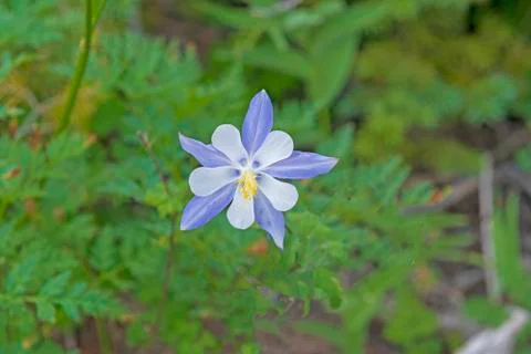 Blue Columbine in the Mountains Stockfoto's