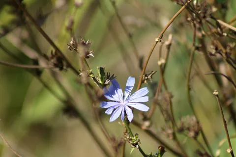 Blue common chicory in bloom closeup view with blurred background Stock Photos