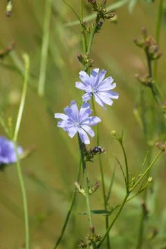 Blue common chicory closeup view with selective focus on foreground Stock Photos