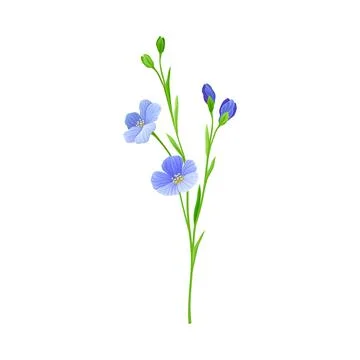 Blue Common Flax or Linseed Cultivated Flowering Plant Specie Vector Stock Illustration
