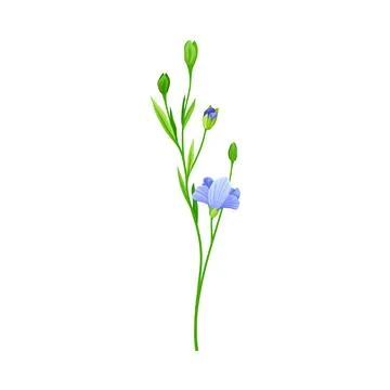 Blue Common Flax or Linseed Cultivated Flowering Plant Specie Vector Stock Illustration