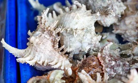A blue container with shells in it 스톡 사진
